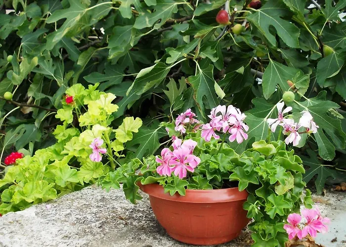 Briz 3 - Free Parking 瓦爾納