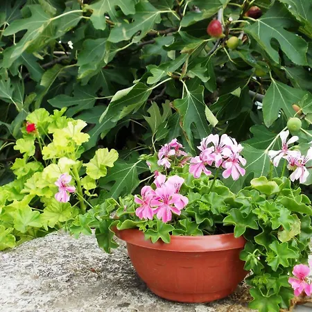 Briz 3 - Free Parking Варна